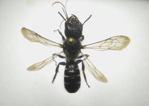 Chelostoma grande