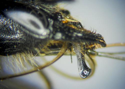 Chelostoma grande