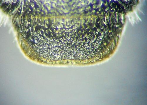 Dioxys cinctus