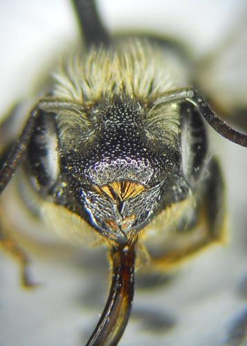 Osmia anceyi