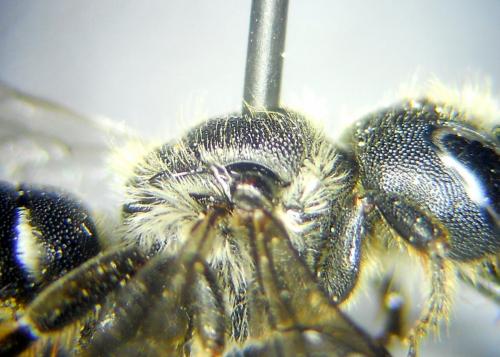 Osmia anceyi