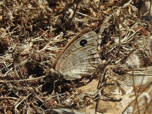 Réf. 186 903 : Satyrus actaea