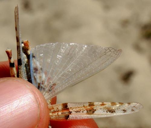 Sphingonotus uvarovi