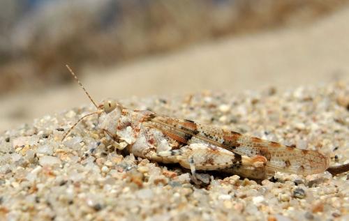 Sphingonotus uvarovi