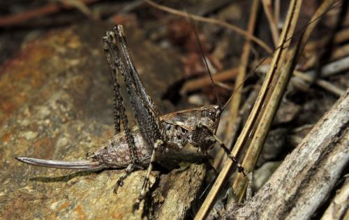 Rhacocleis bonfilsi