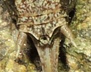 Réf. 186 015 : Rhacocleis bonfilsi