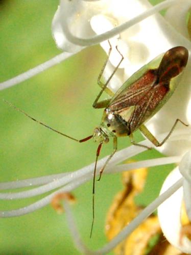 Réf. 186 231 : Closterotomus trivialis