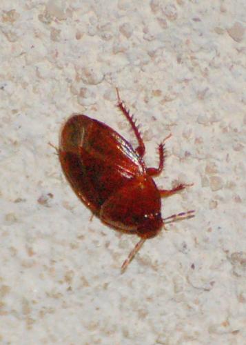 Réf. 186 913 : Macroscytus brunneus