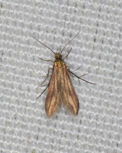 Réf. 186 460 : Schreckensteinia festaliella