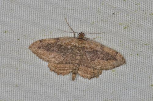 Philereme transversata