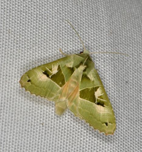 Phlogophora scita