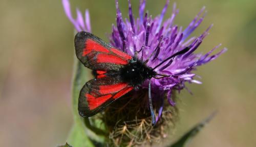 Réf. 186 810 : Zygaena sp.