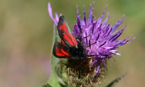 Zygaena sp.