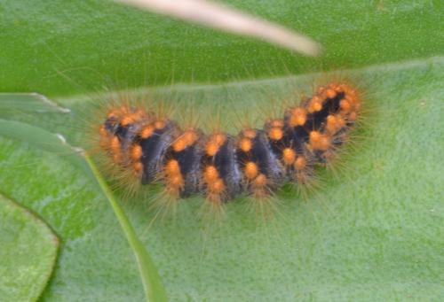Acronicta auricoma
