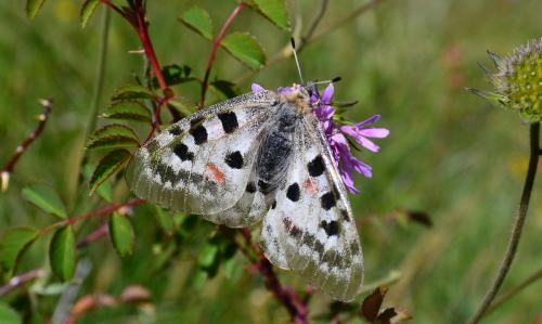 Réf. 186 809 : Parnassius apollo