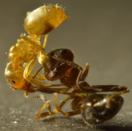 Lasius flavus