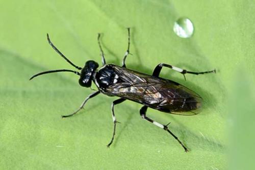 Macrophya (albicincta-alboannulata)