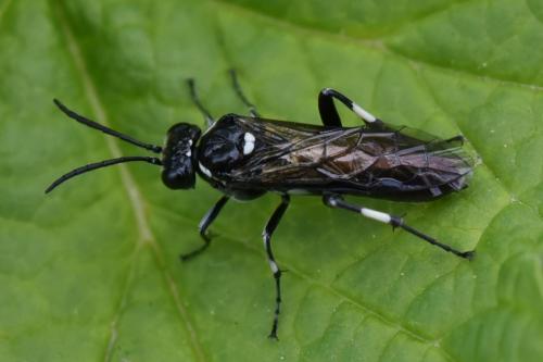 Réf. 186 359 : Macrophya albicincta