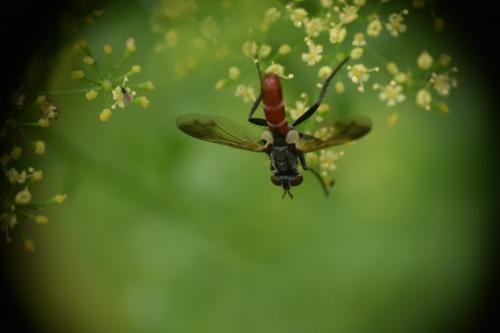 Cylindromyia bicolor