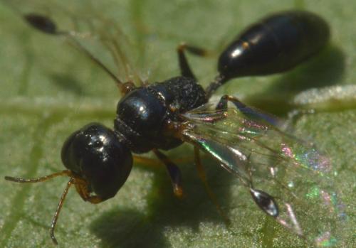 Stigmus pendulus