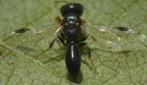 Réf. 186 472 : Stigmus pendulus