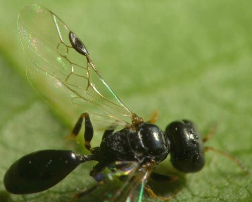 Stigmus pendulus