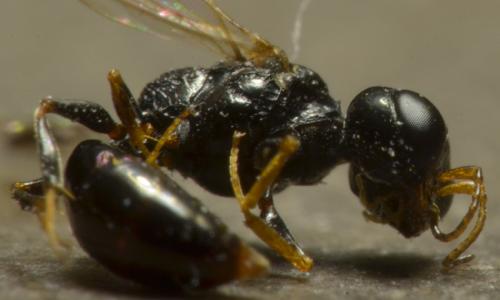 Stigmus pendulus