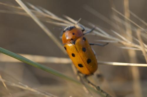 Réf. 186 066 : Tituboea biguttata