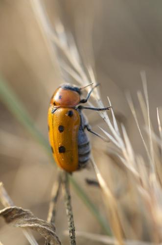 Réf. 186 068 : Tituboea biguttata