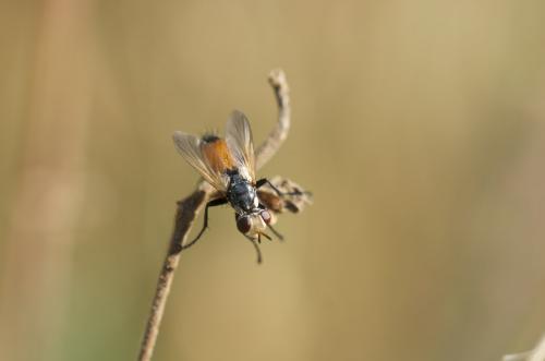 Réf. 186 874 : Cylindromyia rufifrons