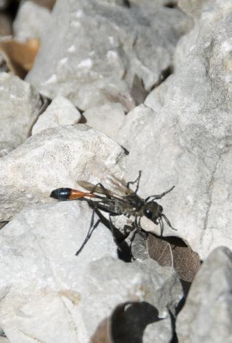 Ammophila sp.