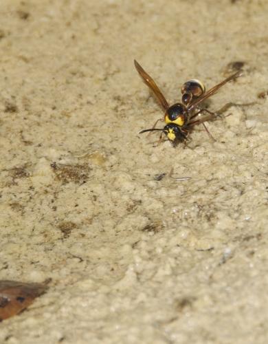 Delta unguiculatum