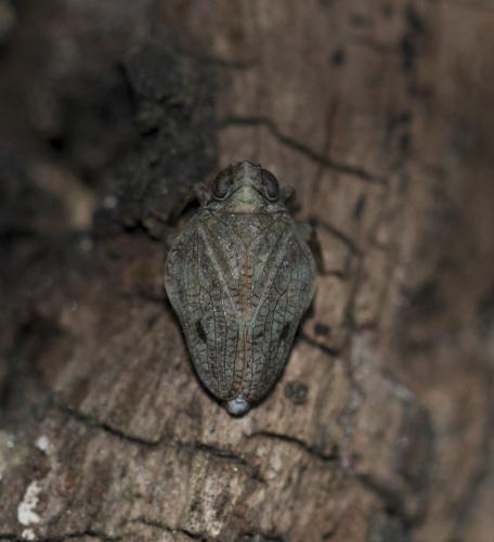 Issus coleoptratus