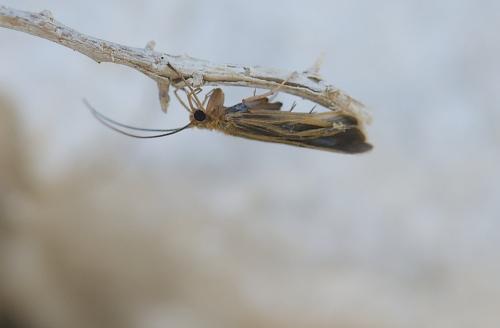 Réf. 186 738 : Chimarra marginata