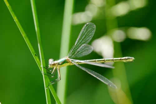 Lestes dryas