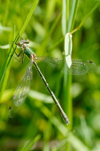 Lestes dryas