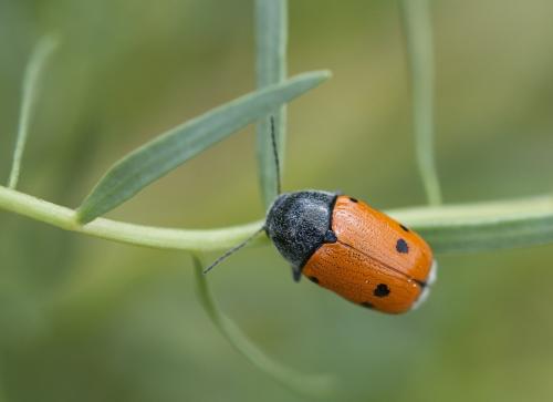 Cryptocephalus sexmaculatus