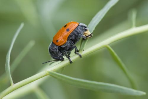 Cryptocephalus sexmaculatus