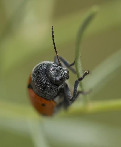 Cryptocephalus sexmaculatus