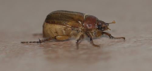 Amphimallon sp.