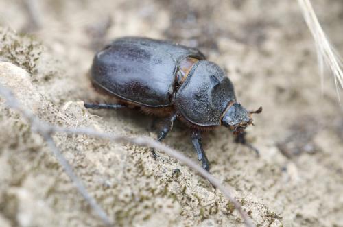 Réf. 186 837 : Oryctes nasicornis
