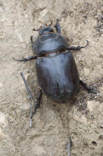 Réf. 186 838 : Oryctes nasicornis