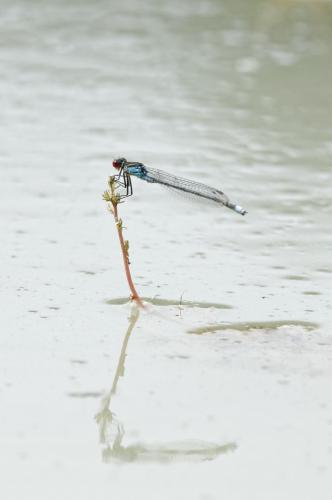 Erythromma sp.