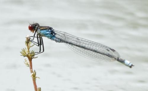 Erythromma sp.