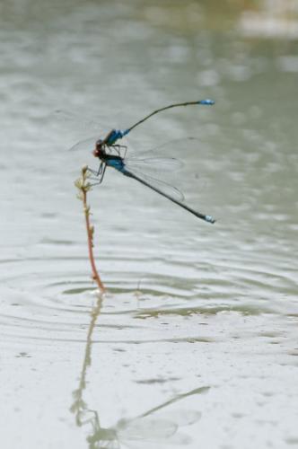 Erythromma sp.