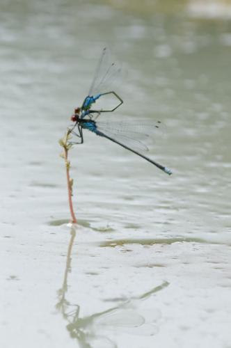 Erythromma sp.