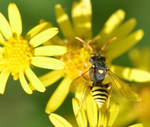 Réf. 186 445 : Nomada fucata