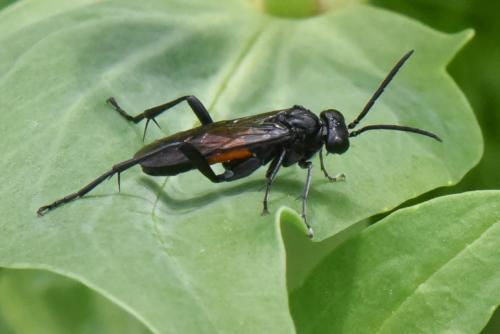 Réf. 186 898 : Macrophya annulata