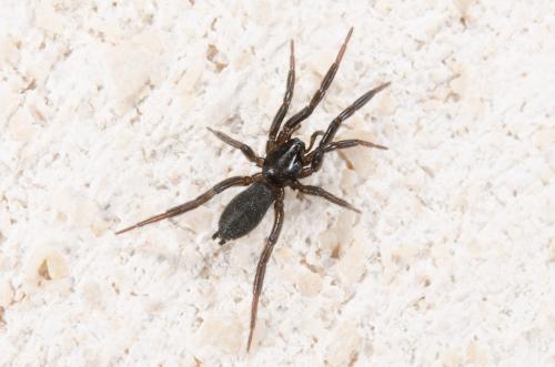 Zelotinae