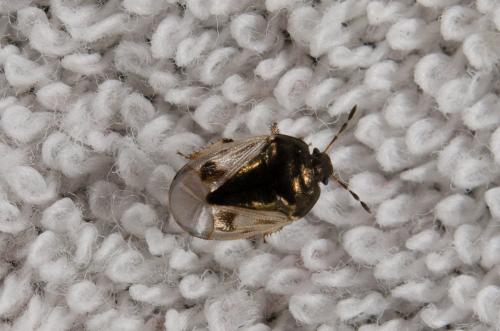 Crocistethus waltlianus